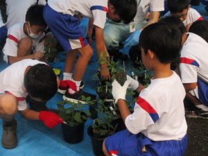 2025年9月11日　小学校スプレーギク教室6